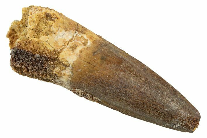 Fossil Spinosaurus Tooth - Real Dinosaur Tooth #344517